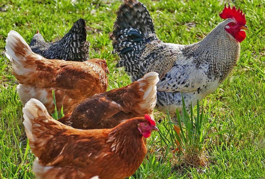 agriculture-poultry-chickens-hens-that-lay-large-eggs