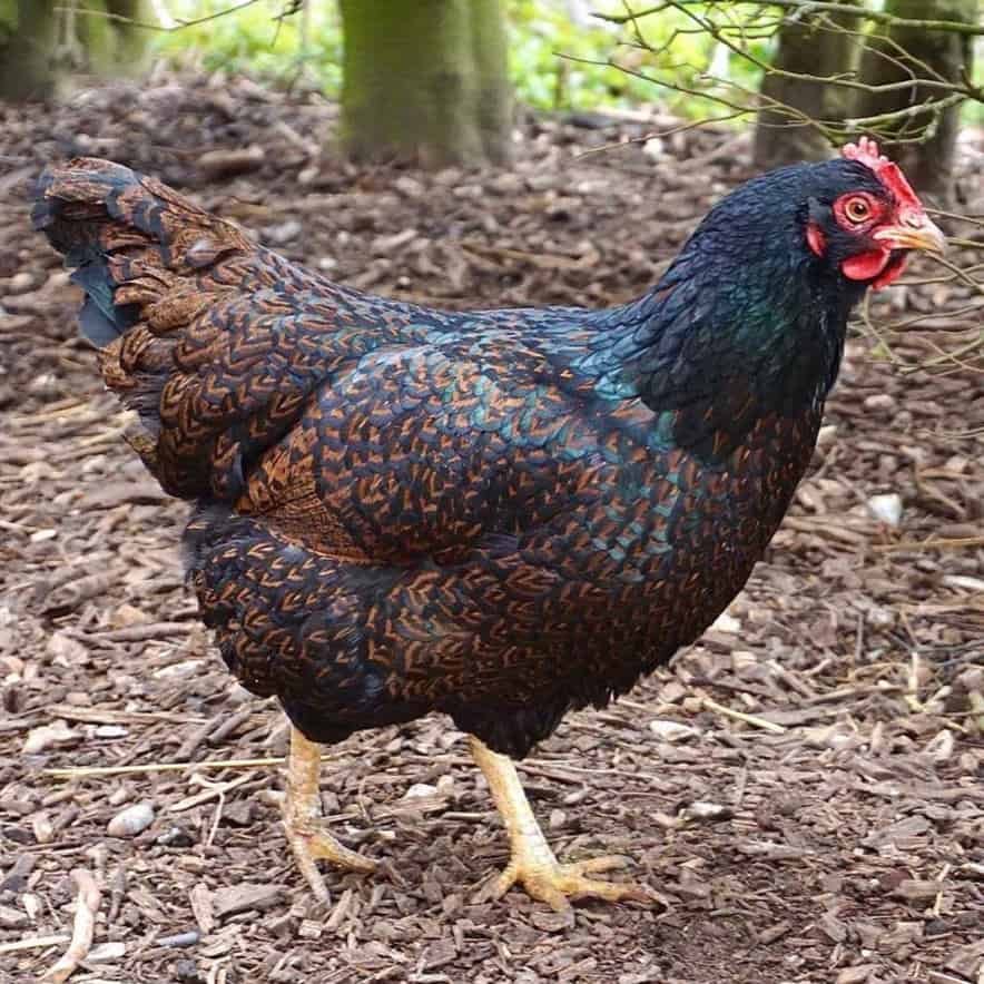barnevelder chicken characteristics and breed information