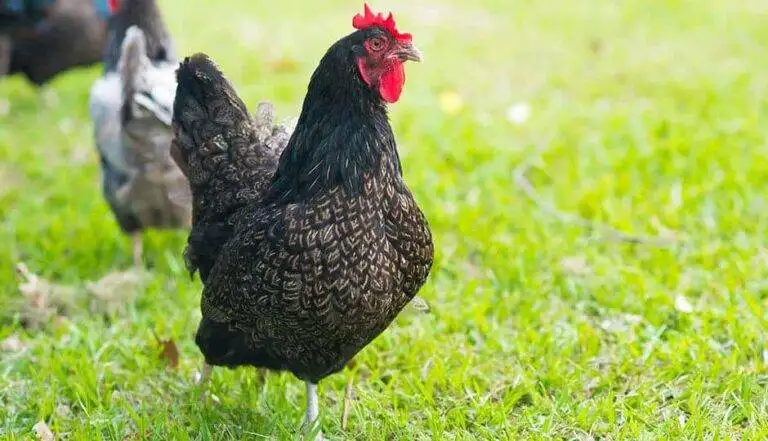 Barnevelder Chicken – Characteristics, Origin, Breed Info and Lifespan