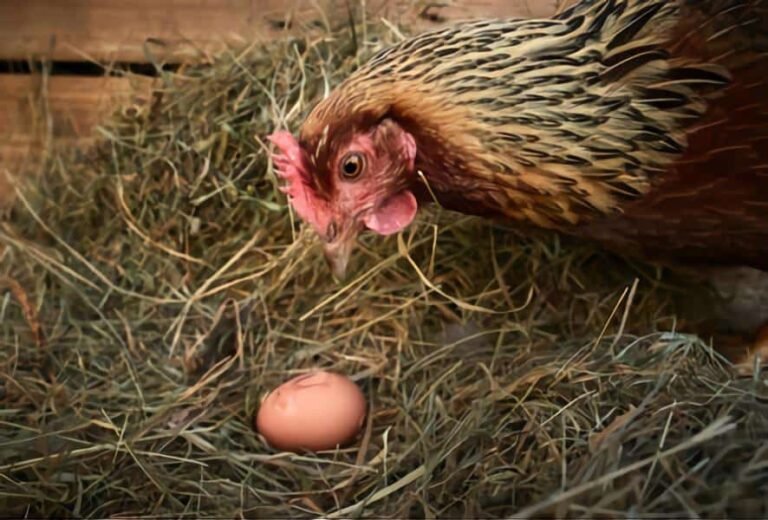 9 Sure Ways To Stop Chickens from Eating Their Eggs [+Bonus]