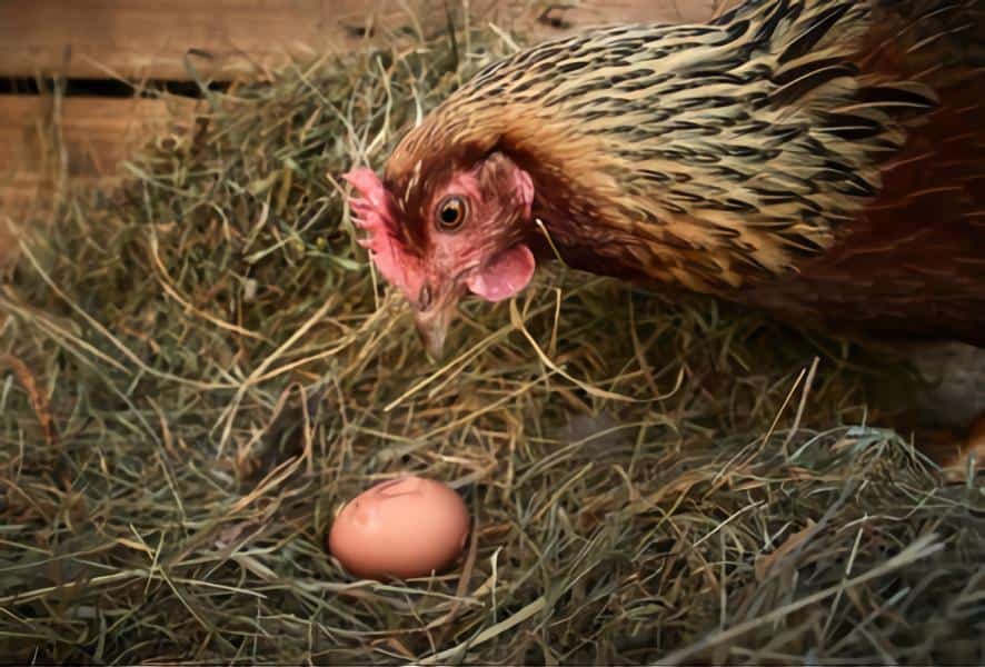 chicken eating egg