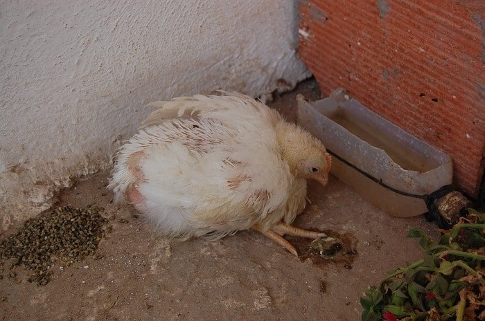 chicken-suffering-the-newcastle-disease-symptom.-Looking-for-the-cure-of-the-newcastle-diease