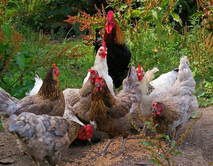 How to Make The Best Organic Chicken Feed For Your Farm