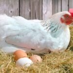 common-reasons-Chickens-Are-Not-Laying-Eggs-Yet