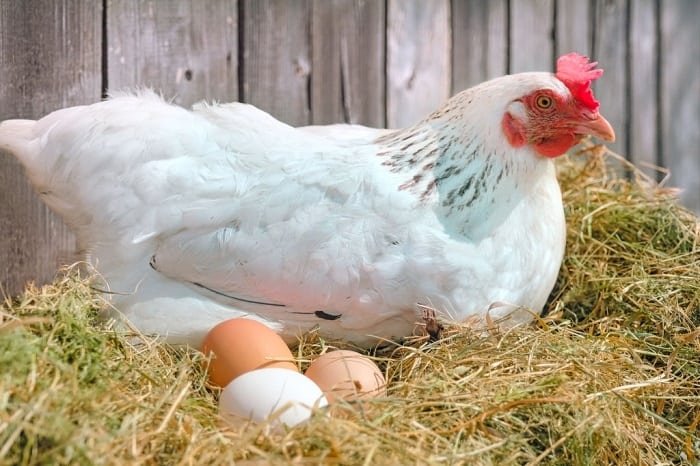 common-reasons-Chickens-Are-Not-Laying-Eggs-Yet