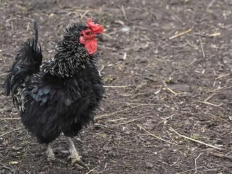 frizzle chicken-farm-bird-animal