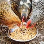 health benefits of fermented chicken feeds