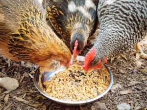 health benefits of fermented chicken feeds