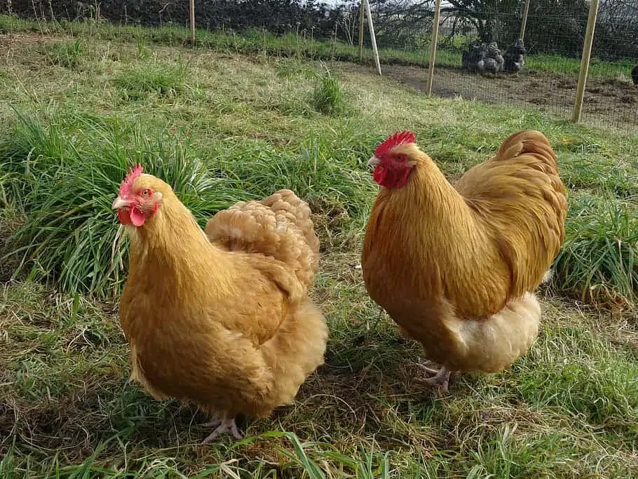hen-bird-orpington chickens