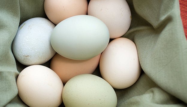 How Many Eggs Does A Chicken Lay In A Week?