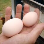 list-of-chicken-breeds-that-lay-really-large-eggs
