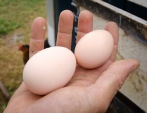 list-of-chicken-breeds-that-lay-really-large-eggs