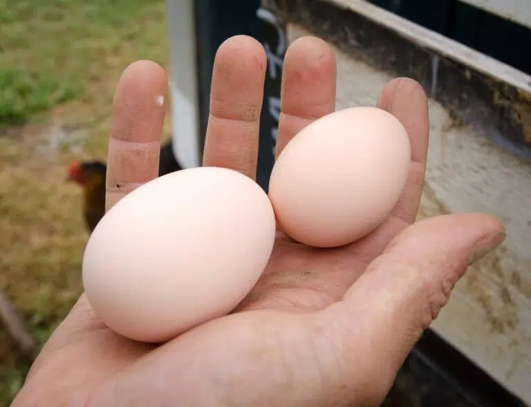 Top 10 Chicken Breeds That Lay Large Eggs [With Pictures]
