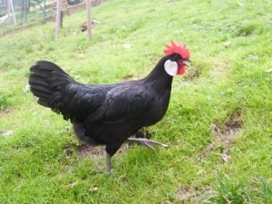 Minorca Chicken – Characteristics, Origin, Breed Info and Lifespan