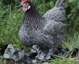 minorca-chicken-with-her-chicks