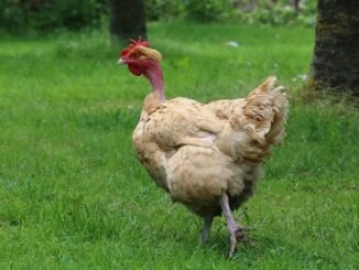 naked neck chicken breed