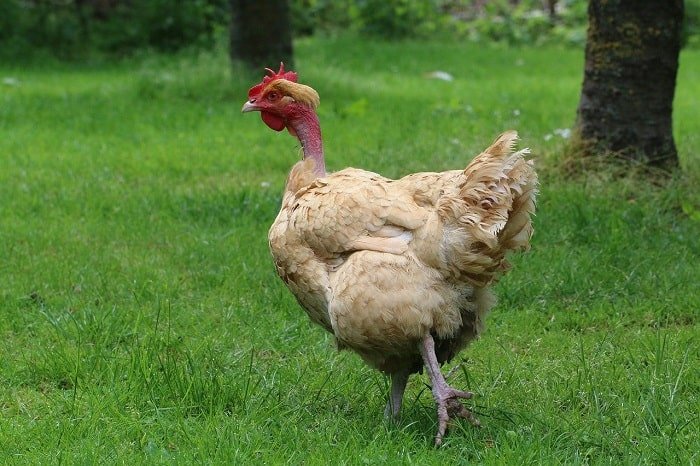 Naked neck Chicken – Characteristics, Origin, Breed Info and Lifespan