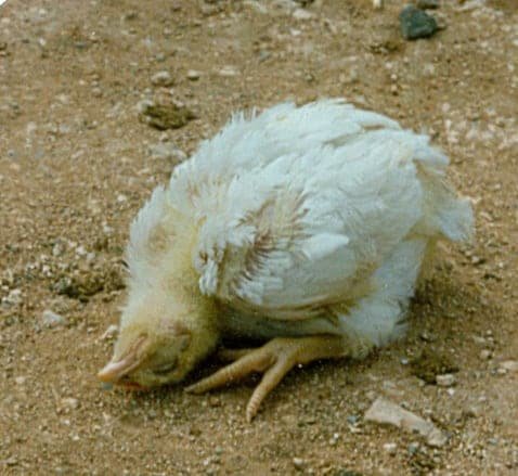 newcastle-disease-of-chicken