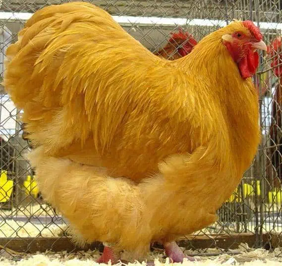 Orpington Chicken – Characteristics, Origin, Breed Info and Lifespan