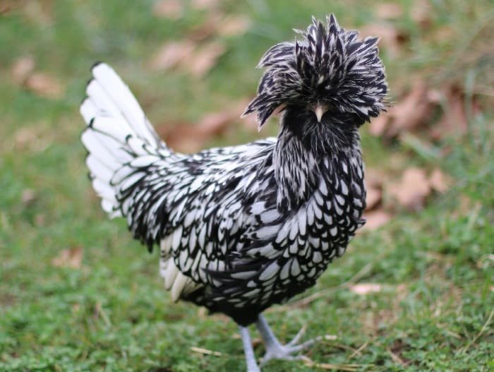 silver lace polish pullet