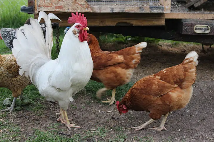 When Do Chickens Start Laying Eggs Regularly?