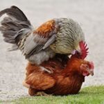 How-Do-Chickens-Mate