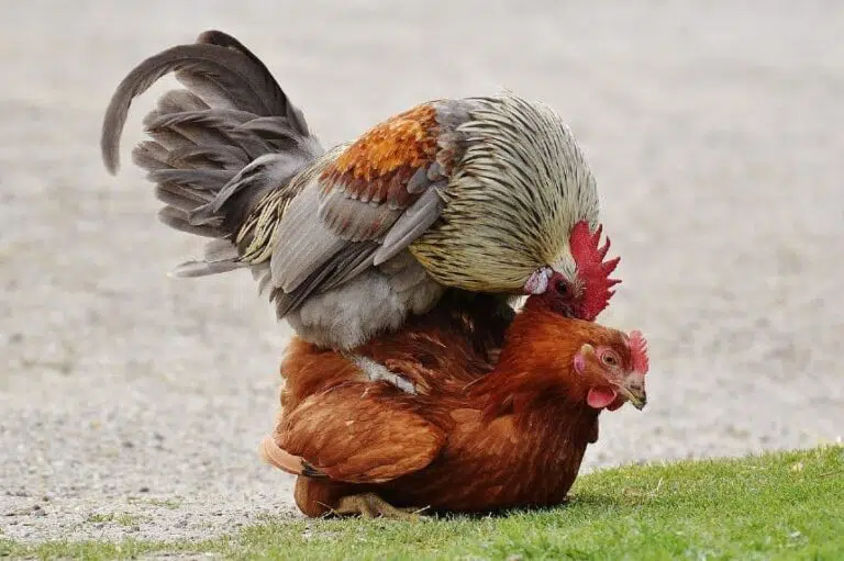 How Do Chickens Mate? A Detailed Explanation