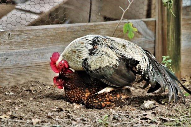 How-Do-Chickens-Mate-a-rooster-and-hen-mating