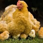 How-many-chicks-can-a-hen-have