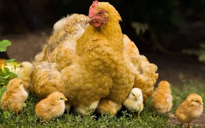 hens lay eggs that could potentially hatch and increase your flock.