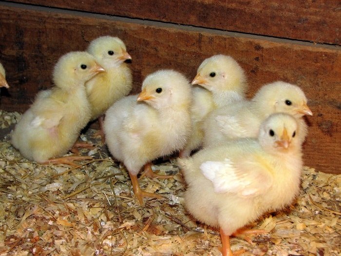 How-to-care-for-Cornish_Rock_broiler_chicks