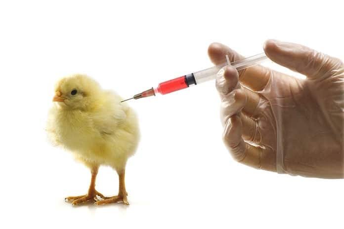 Poultry-Vaccines
