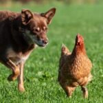 a-dog-attacking-a-chicken
