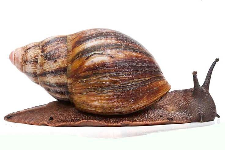 archachatina-marginata-var.-suturalis-African-snail