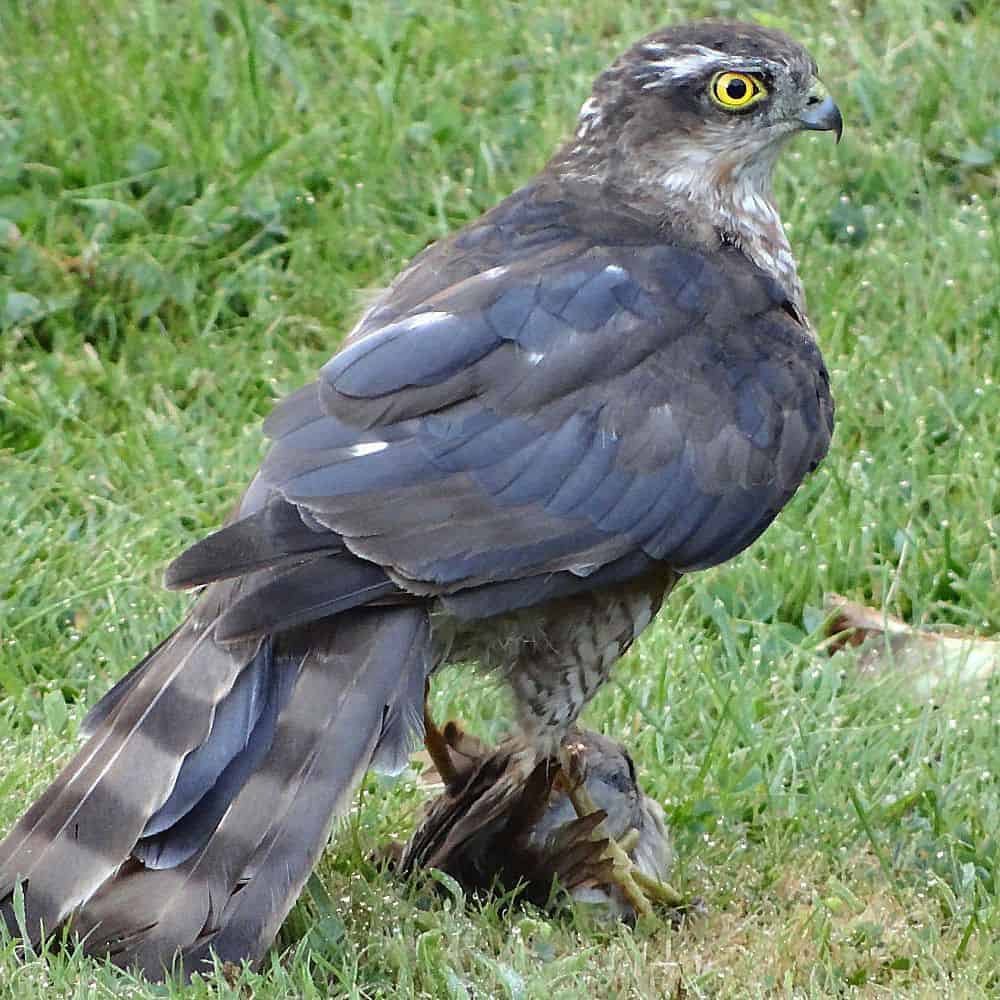birds-of-prey-Hawk