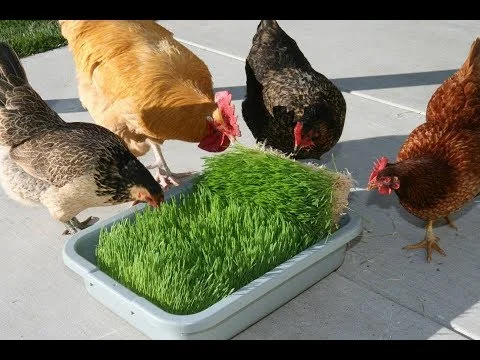 How to Make Fodder for Chickens [Reduce Feed Cost]