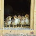 chicks in the chicken nesting box