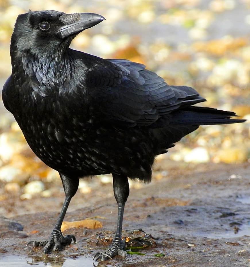 corvus-crow