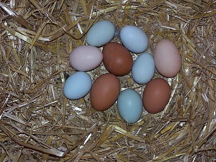 16 Myths About Fertilized Chicken Eggs That You Already Believed