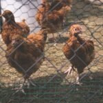 get of rid of bad chicken manure smell in poultry farming
