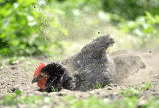 6 Easy Ways to Get Rid of Mites on Chickens
