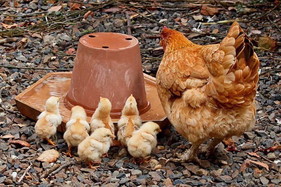 how-to-hatch-fertilized-chicken-eggs