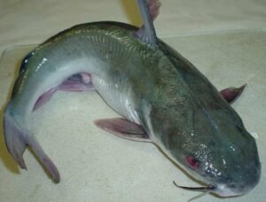 how to start catfish farming in Nigeria