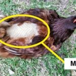 how to take care of a molting chicken