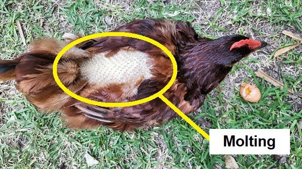 how to take care of a molting chicken