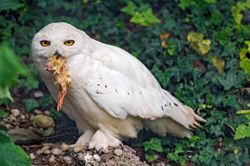 owl-eating-chicken