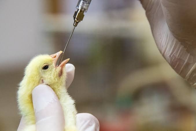 poultry-vaccination-schedule
