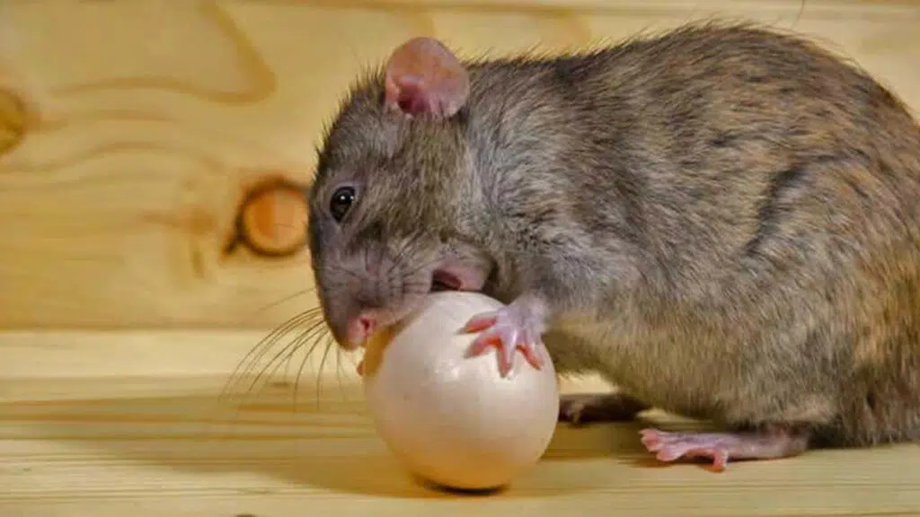 rat-eating-chicken-egg