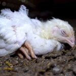 how to get rid of worms in chickens