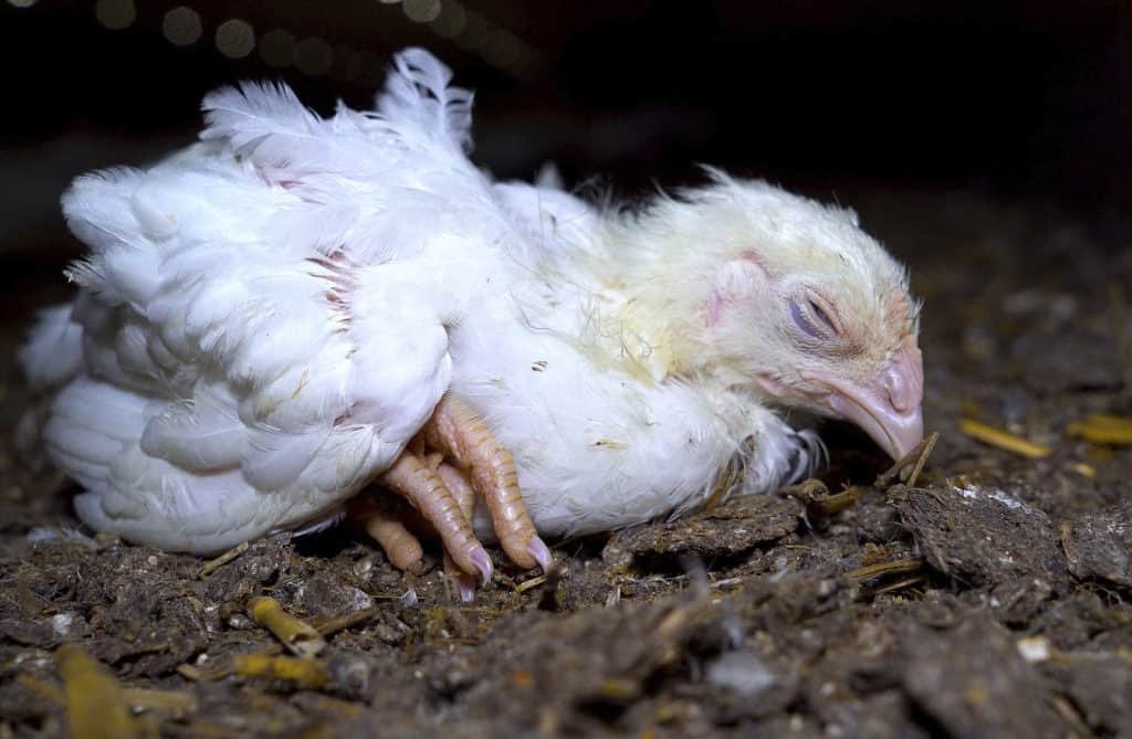 how to get rid of worms in chickens